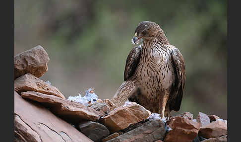 Habichtsadler (Aquila fasciata)