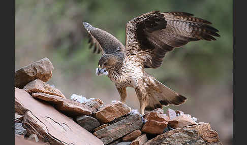 Habichtsadler (Aquila fasciata)