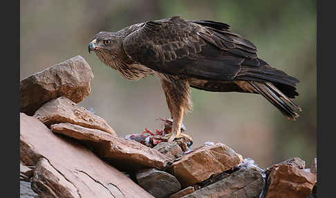 Habichtsadler (Aquila fasciata)