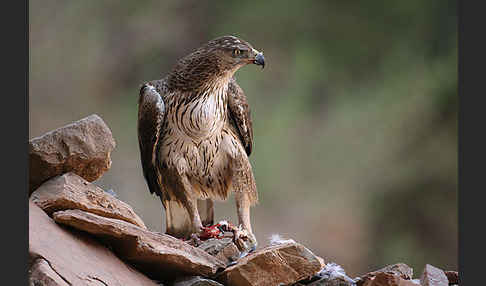 Habichtsadler (Aquila fasciata)