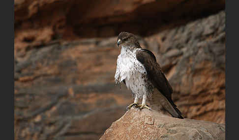 Habichtsadler (Aquila fasciata)