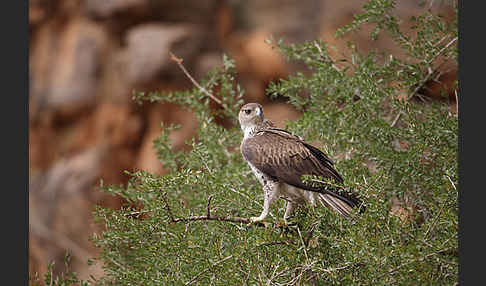 Habichtsadler (Aquila fasciata)