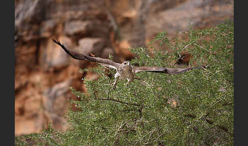 Habichtsadler (Aquila fasciata)