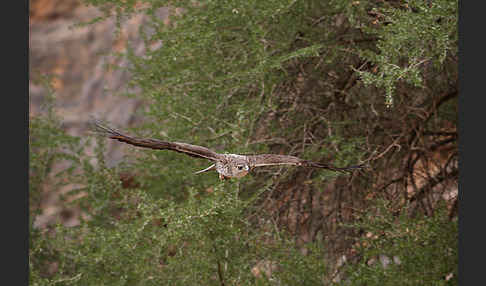 Habichtsadler (Aquila fasciata)