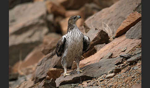 Habichtsadler (Aquila fasciata)