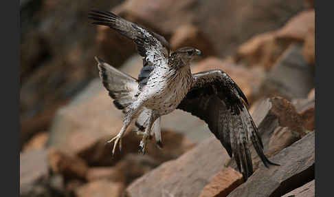 Habichtsadler (Aquila fasciata)