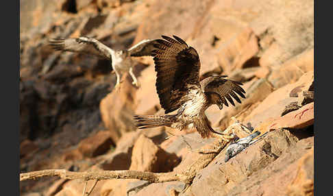 Habichtsadler (Aquila fasciata)