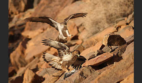 Habichtsadler (Aquila fasciata)