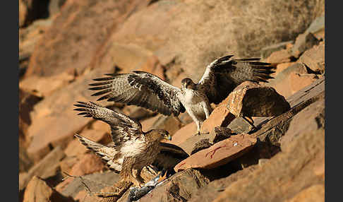 Habichtsadler (Aquila fasciata)