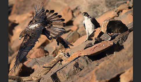 Habichtsadler (Aquila fasciata)