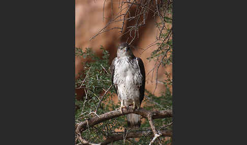 Habichtsadler (Aquila fasciata)