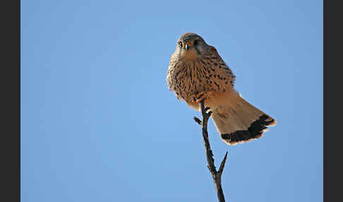 Turmfalke (Falco tinnunculus)