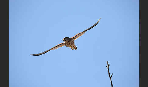 Turmfalke (Falco tinnunculus)