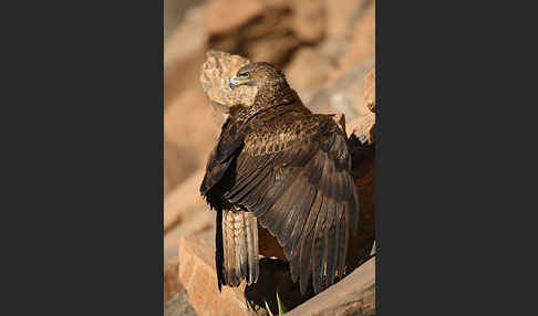 Habichtsadler (Aquila fasciata)