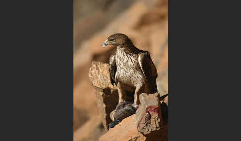 Habichtsadler (Aquila fasciata)