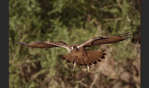 Habichtsadler (Aquila fasciata)