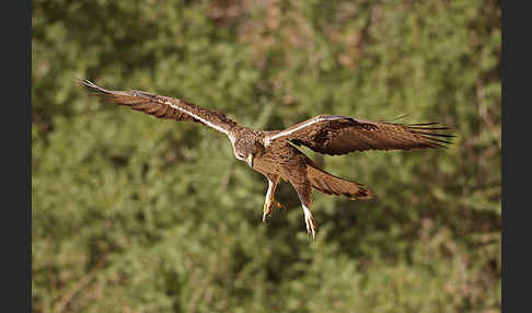 Habichtsadler (Aquila fasciata)