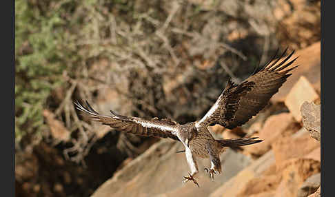 Habichtsadler (Aquila fasciata)