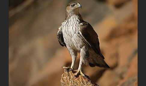 Habichtsadler (Aquila fasciata)