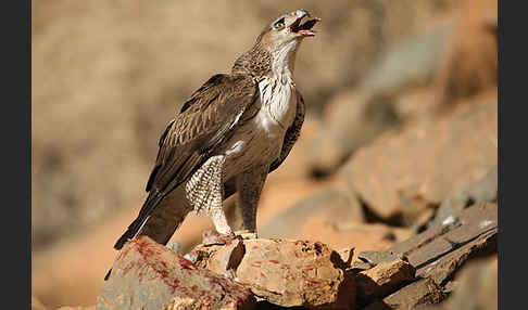 Habichtsadler (Aquila fasciata)