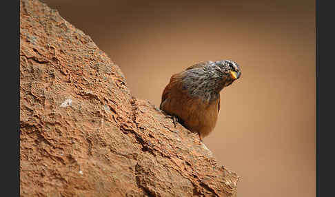 Hausammer (Emberiza striolata)