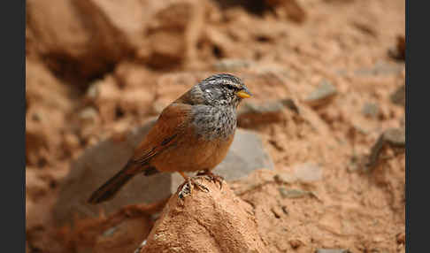 Hausammer (Emberiza striolata)