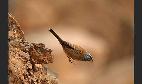 Hausammer (Emberiza striolata)