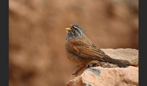 Hausammer (Emberiza striolata)