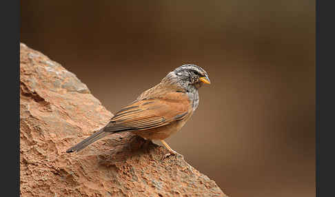 Hausammer (Emberiza striolata)