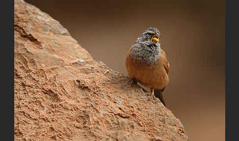 Hausammer (Emberiza striolata)