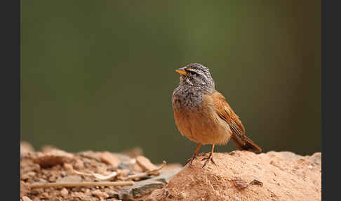 Hausammer (Emberiza striolata)