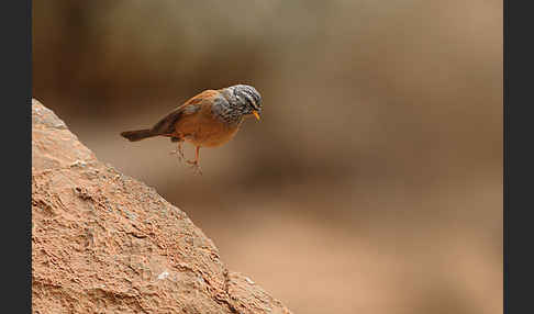 Hausammer (Emberiza striolata)