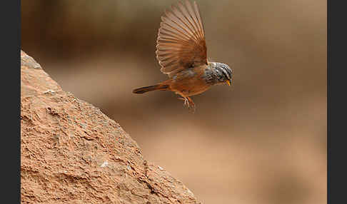 Hausammer (Emberiza striolata)