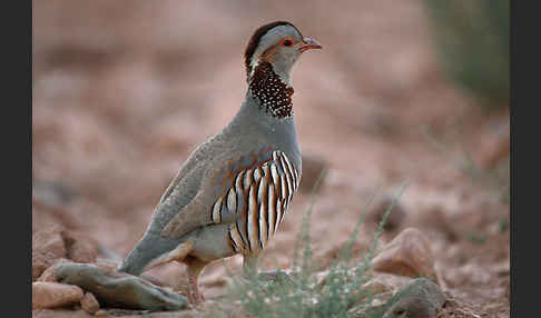 Felsenhuhn (Alectoris barbara)