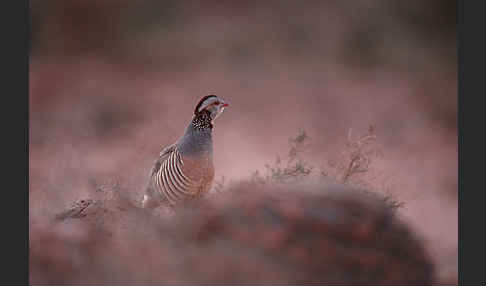 Felsenhuhn (Alectoris barbara)