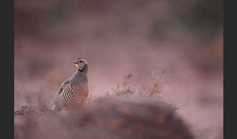 Felsenhuhn (Alectoris barbara)