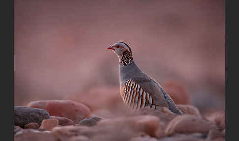 Felsenhuhn (Alectoris barbara)