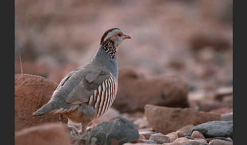 Felsenhuhn (Alectoris barbara)