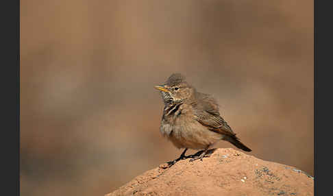 Steinlerche (Ammomanes deserti)