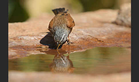 Hausammer (Emberiza striolata)