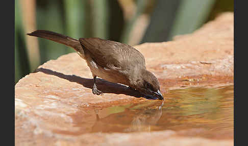 Graubülbül (Pycnonotus barbatus spurius)