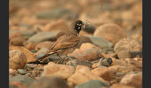 Knackerlerche (Ramphocoris clotbey)