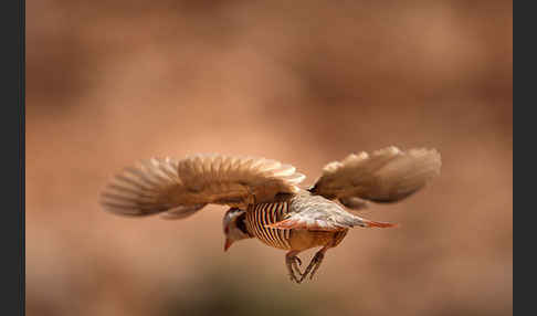 Felsenhuhn (Alectoris barbara)