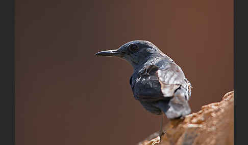 Blaumerle (Monticola solitarius)