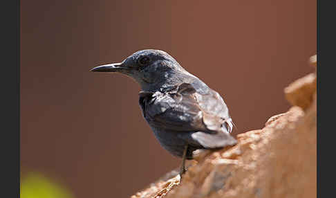 Blaumerle (Monticola solitarius)