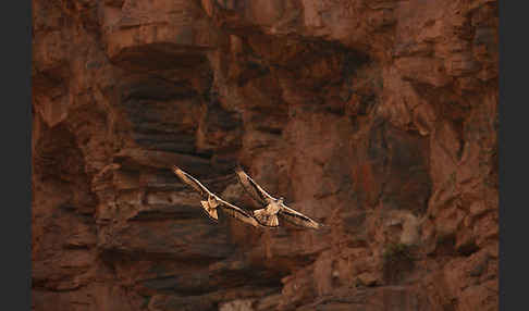 Habichtsadler (Aquila fasciata)