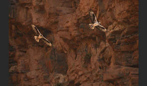 Habichtsadler (Aquila fasciata)