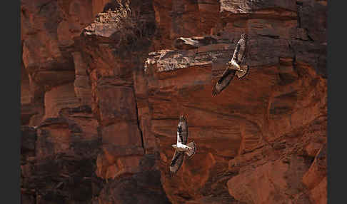 Habichtsadler (Aquila fasciata)