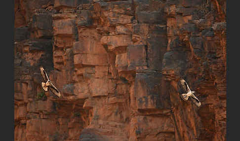 Habichtsadler (Aquila fasciata)