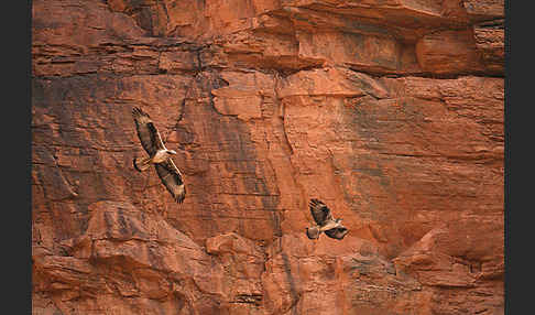 Habichtsadler (Aquila fasciata)